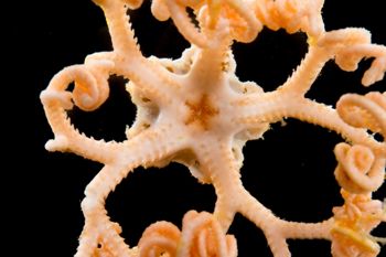 Media type: image;   Invertebrate Zoology 152366